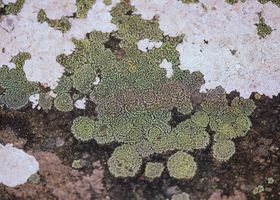 The Long Life of Lichen